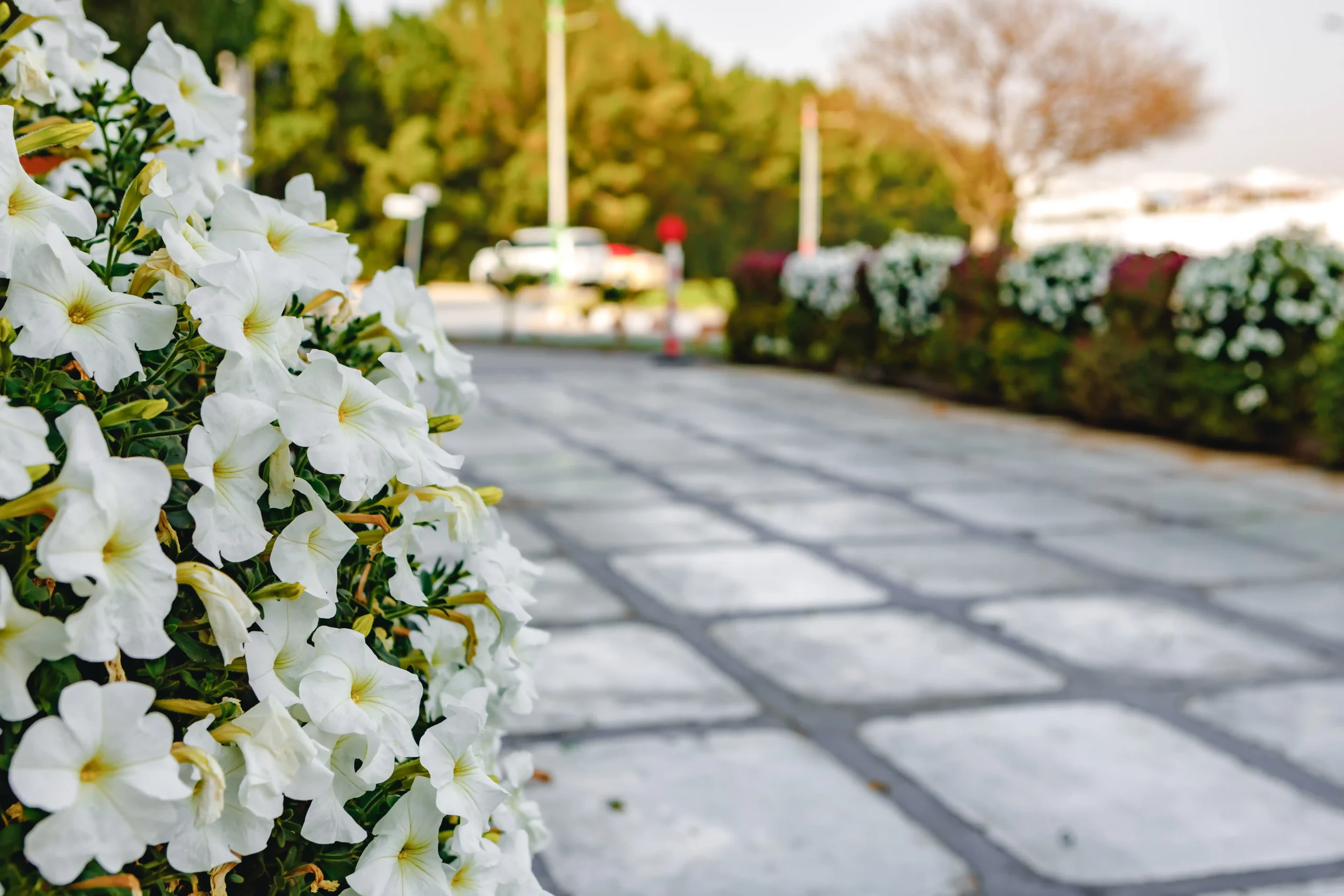 a-bush-of-blooming-petunia-flowers-for-background-2026-01-08-07-53-58-utc
