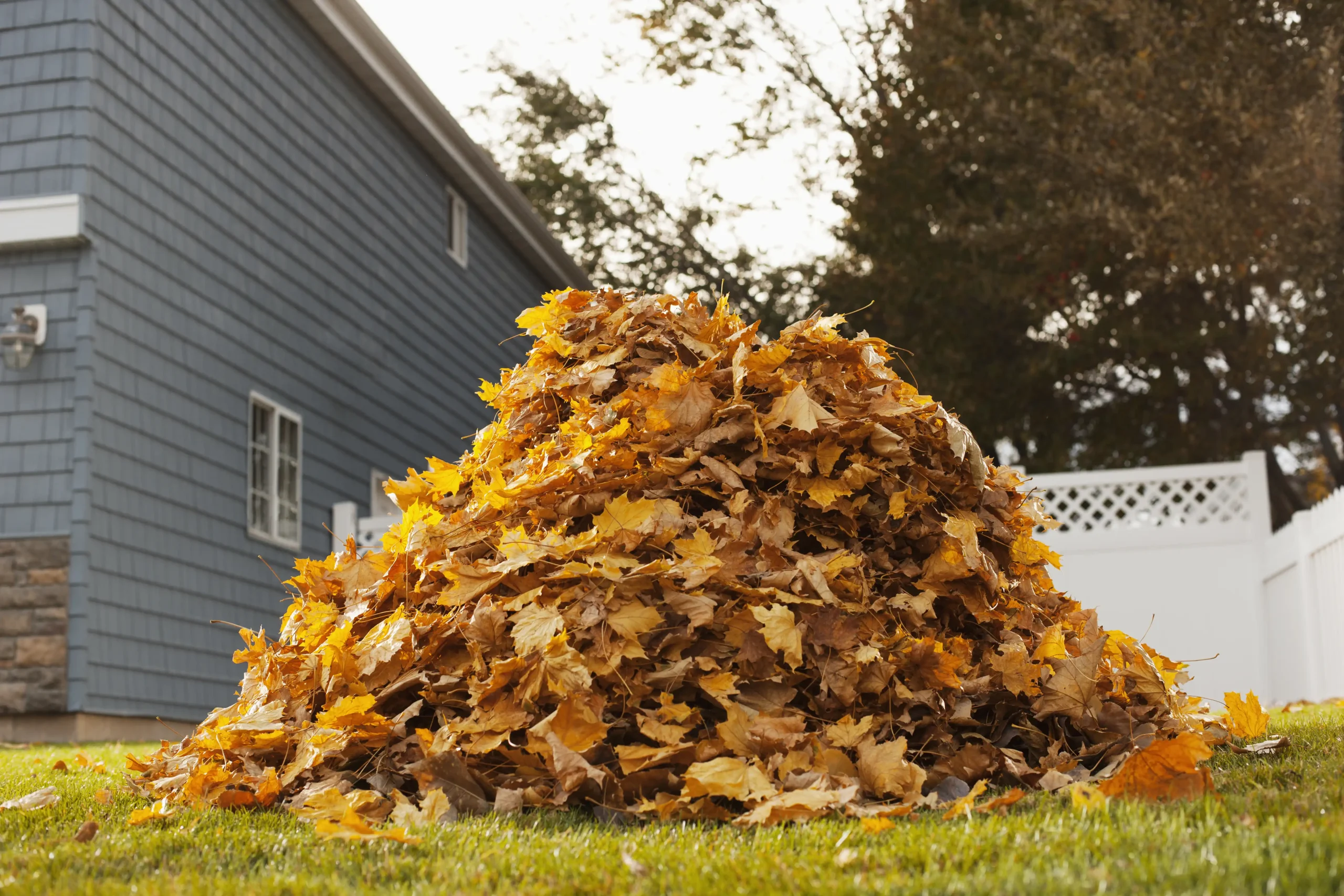 a-huge-pile-of-raked-fallen-autumn-leaves-in-a-yar-2026-01-09-11-42-38-utc