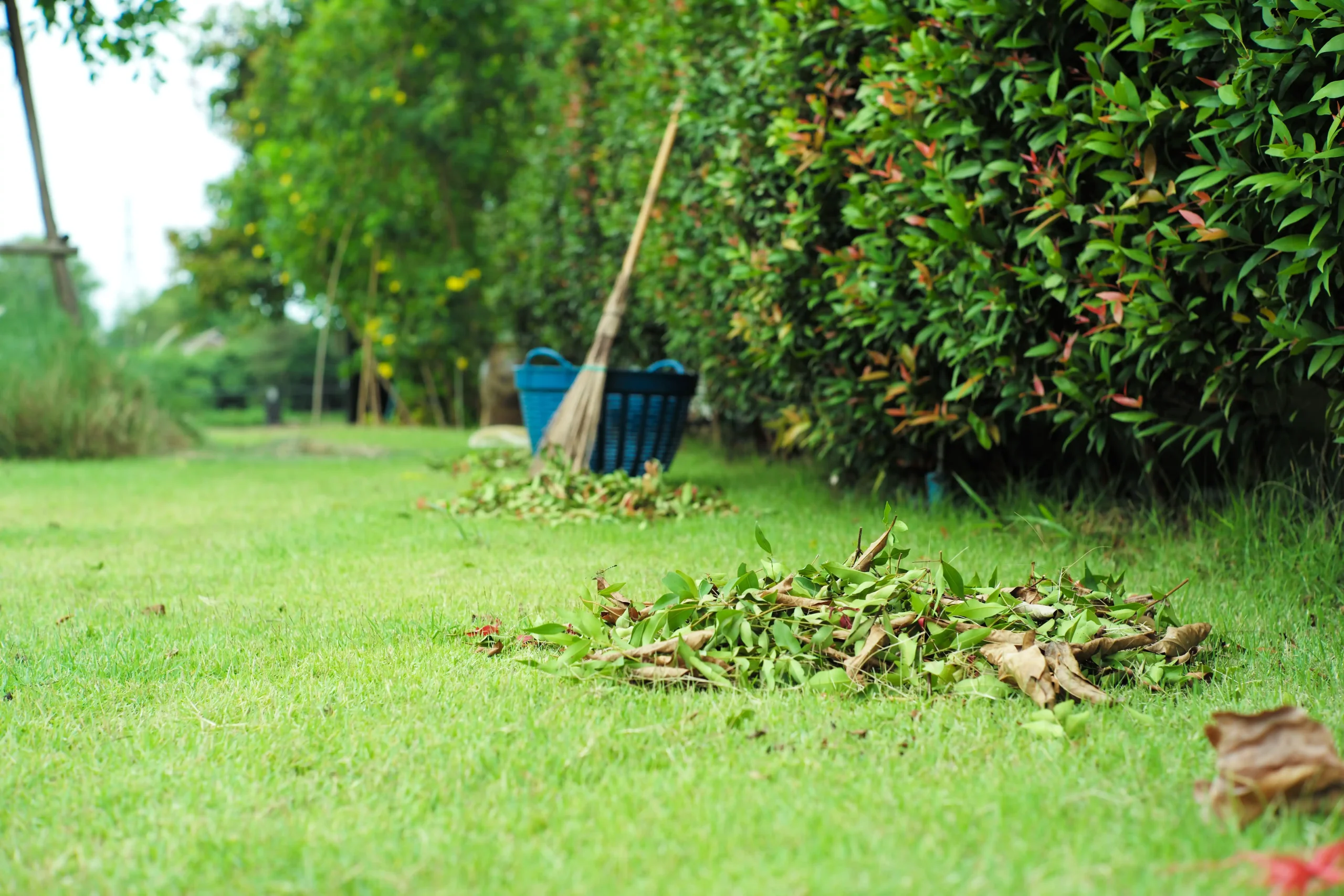 piles-of-dried-leaves-on-the-grass-field-after-swe-2026-01-06-09-20-26-utc