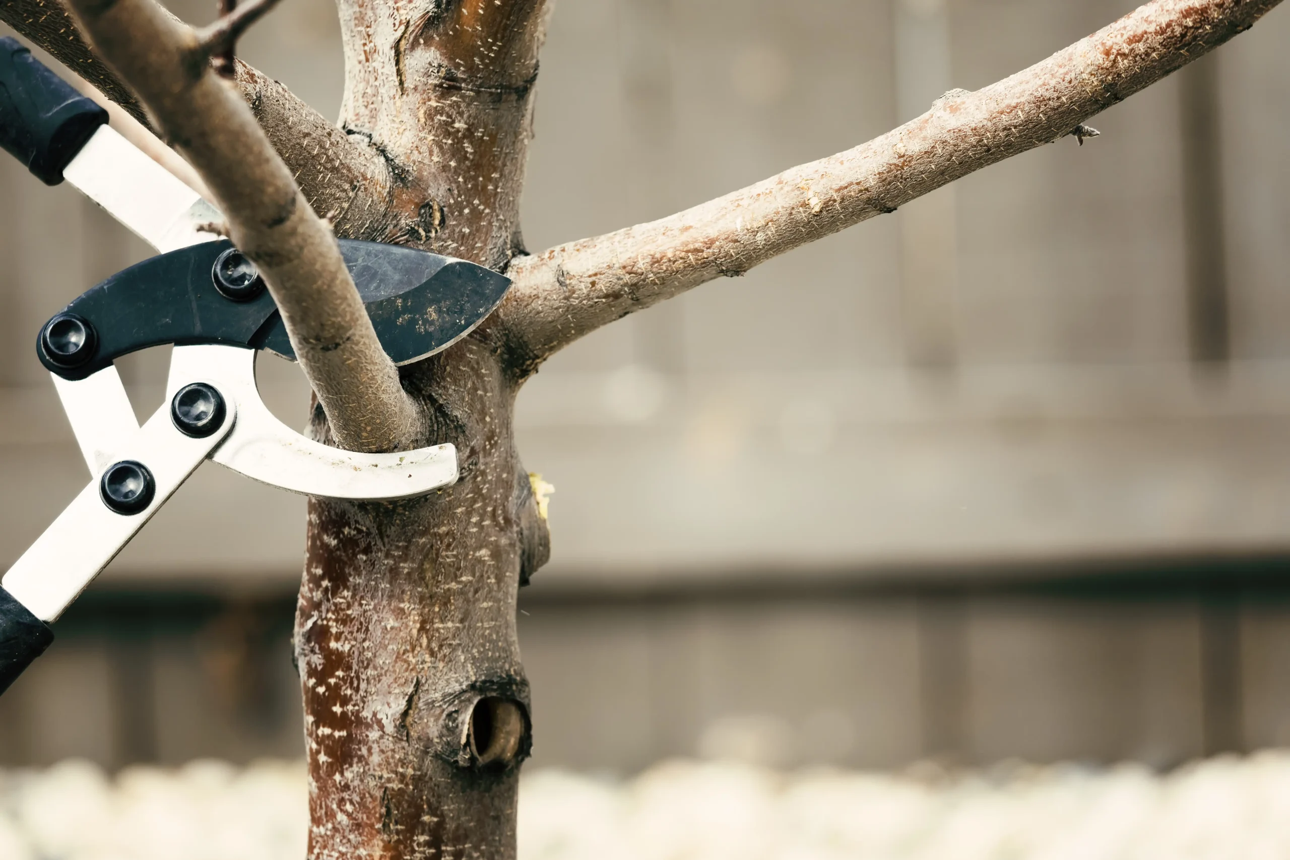 pruning-tree-2026-01-07-06-45-34-utc